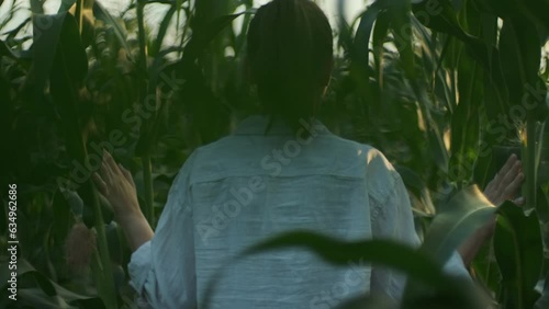 Woman walks in corn field. Farmer walking through green leaves in field of vegetables at sunset, agriculture harvesting and farming concept photo