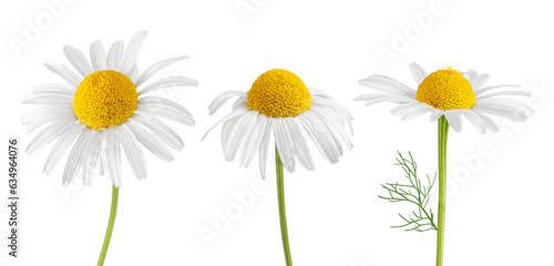 Chamomile flowers isolated on white or transparent background. Camomile medicinal plant, herbal medicine. Set of three chamomile flowers with green stem.