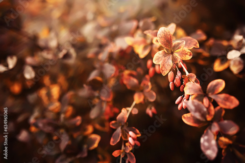 Lively closeup of falling autumn leaves with vibrant backlight from the setting sun © alexkich