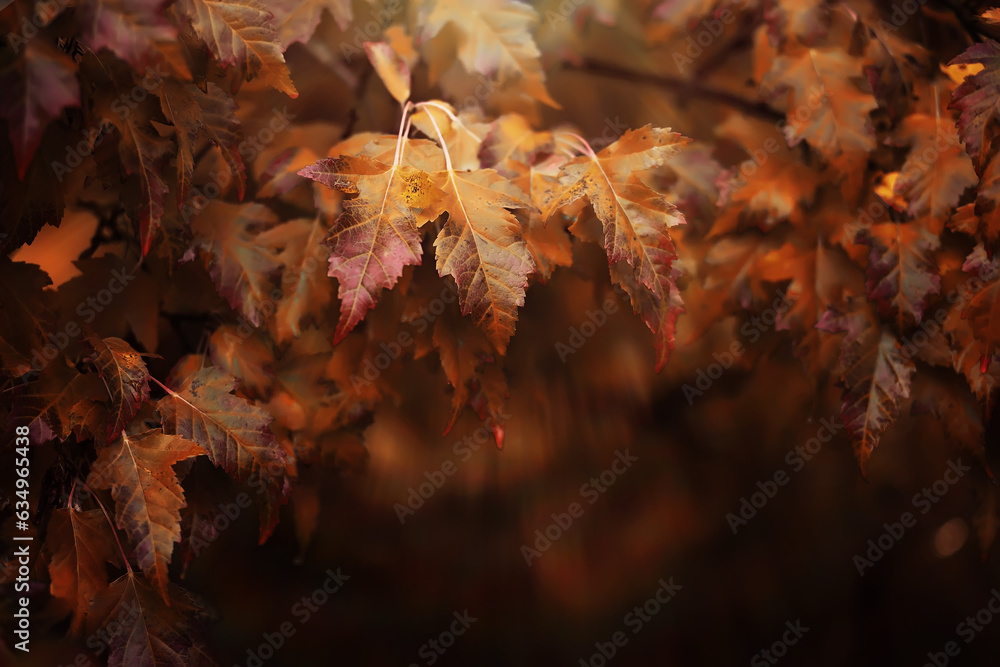Lively closeup of falling autumn leaves with vibrant backlight from the setting sun Lively closeup of falling autumn leaves with vibrant backlight from the setting sun