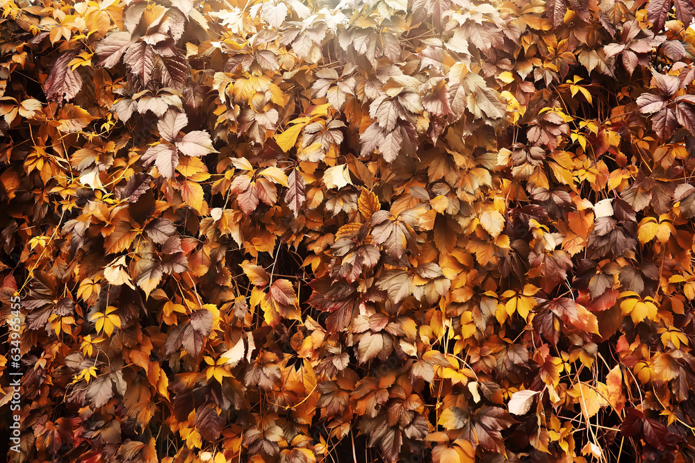 Lively closeup of falling autumn leaves with vibrant backlight from the setting sun