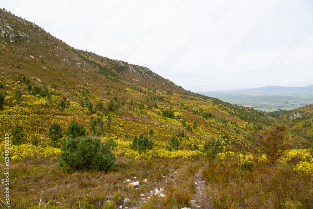 Fynbos landscape in the Mountains near Caledon in the Western Cape of South Africa Fynbos landscape in the Mountains near Caledon in the Western Cape of South Africa