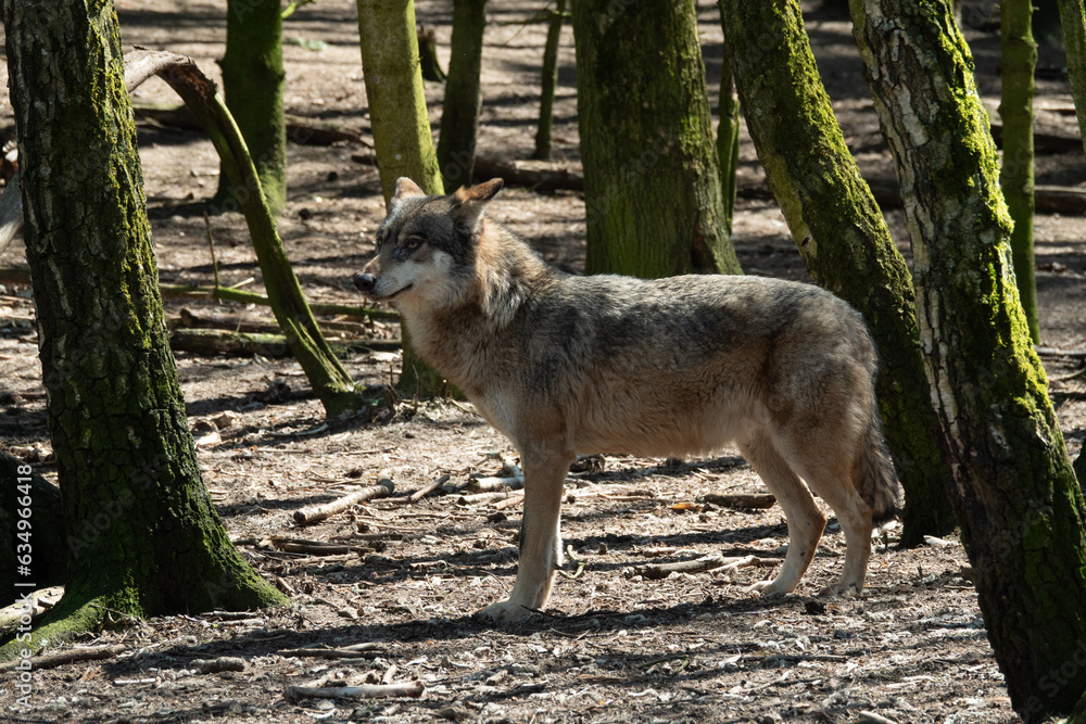 Gray wolf stands and looks towards the forest Gray wolf stands and looks towards the forest