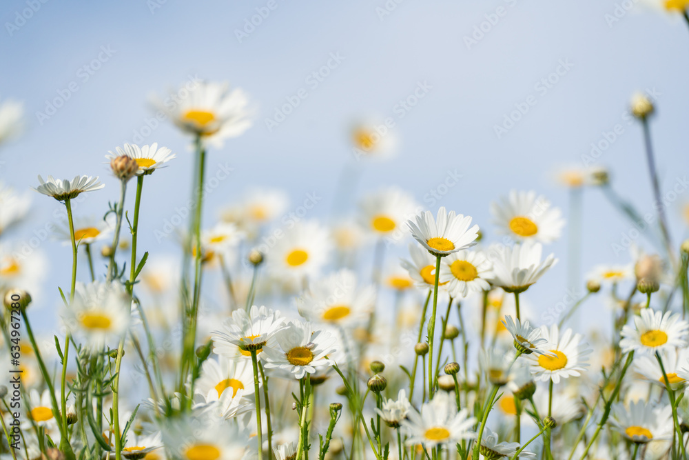 Daisy Chamomile background. Beautiful nature scene with blooming chamomilles in sun flare. Sunny day. Summer flowers. Daisy Chamomile background. Beautiful nature scene with blooming chamomilles in sun flare. Sunny day. Summer flowers.
