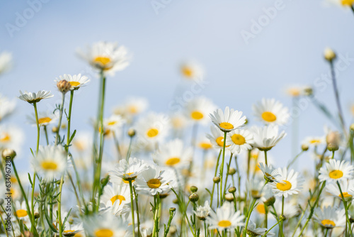 Daisy Chamomile background. Beautiful nature scene with blooming chamomilles in sun flare. Sunny day. Summer flowers. © svetograph