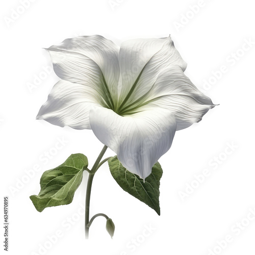 Moonflower   isolated on transparent background  PNG