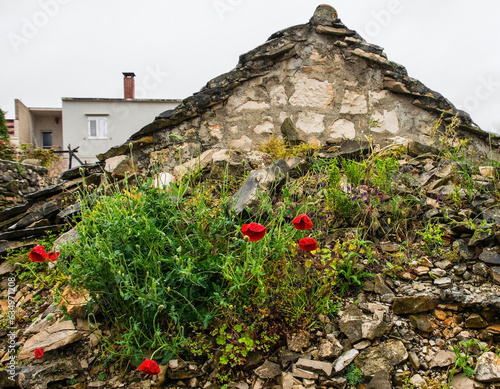 Poppies growing out of rubble next to an old derelict house in the village of Povlja on Brac Island, Croatia