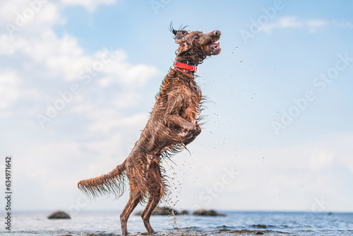wet purebred dog in a jump, dog in motion, irish red setter