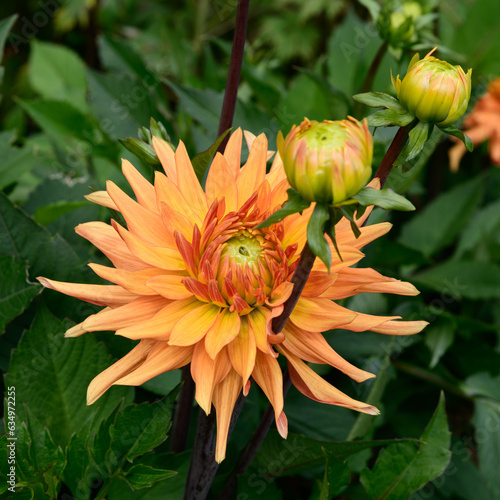 Maarn orange dahlia blossom and two closed buds close by, with a background of out of focus lush green foliage in square format