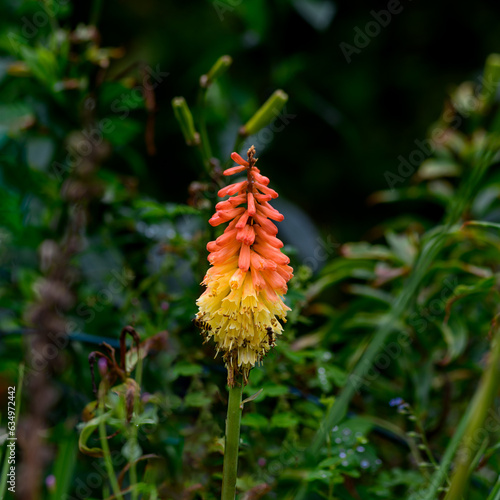 Red Hot Poker (Kniphofia uvaria) orange and yellow blossom with Common Banded Hoverfly(Syrphus ribesii) surrounded by out of focus dark green foliage in the background tranquil scene in square format
