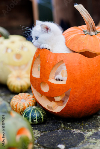 Halloween Kürbis mit Katze