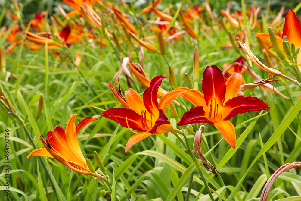 Field of orange and red day lilies (Hemerocallis) - popular garden flower blooming in June, Tavira, Portugal Field of orange and red day lilies (Hemerocallis) - popular garden flower blooming in June, Tavira, Portugal