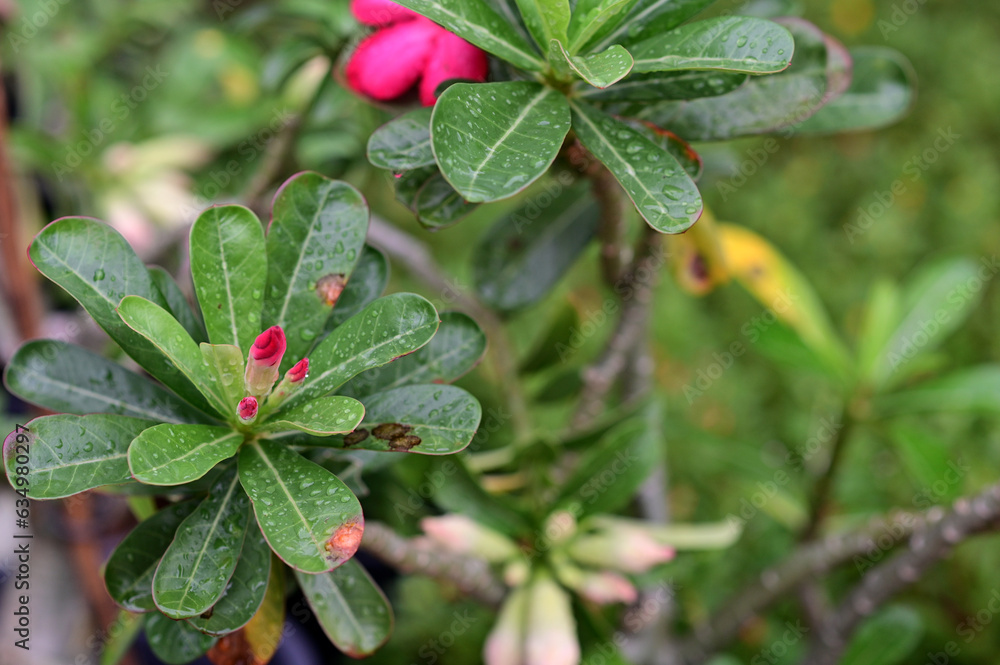 Group of pink, red flowers (Adenium flower, Frangipani, Plumeria) with natural background in the garden at Thailand. Group of pink, red flowers (Adenium flower, Frangipani, Plumeria) with natural background in the garden at Thailand.