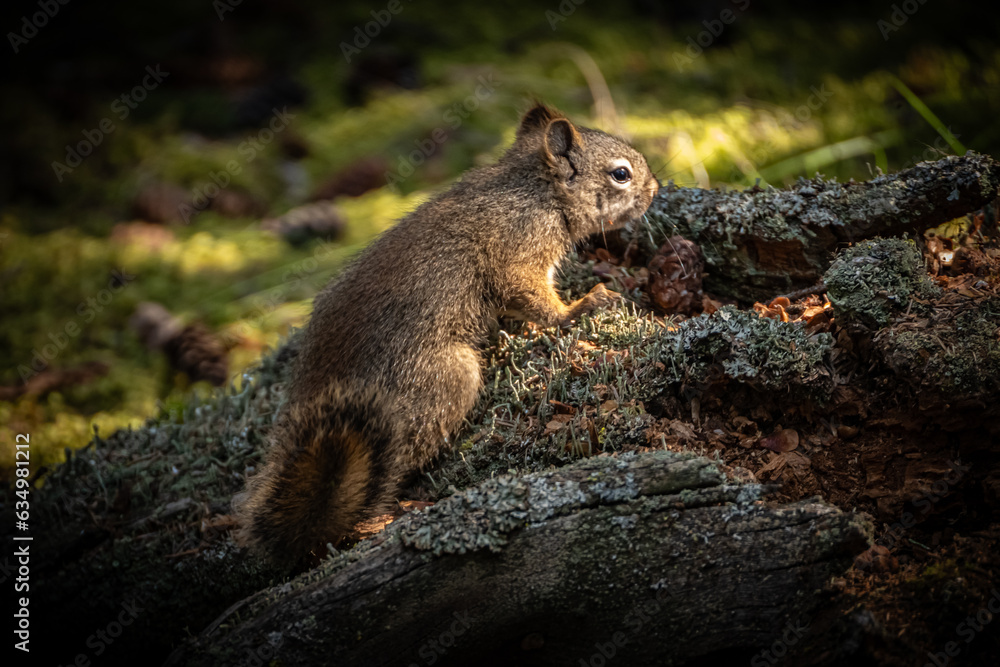 Obraz premium ALASKA, the Last Frontier