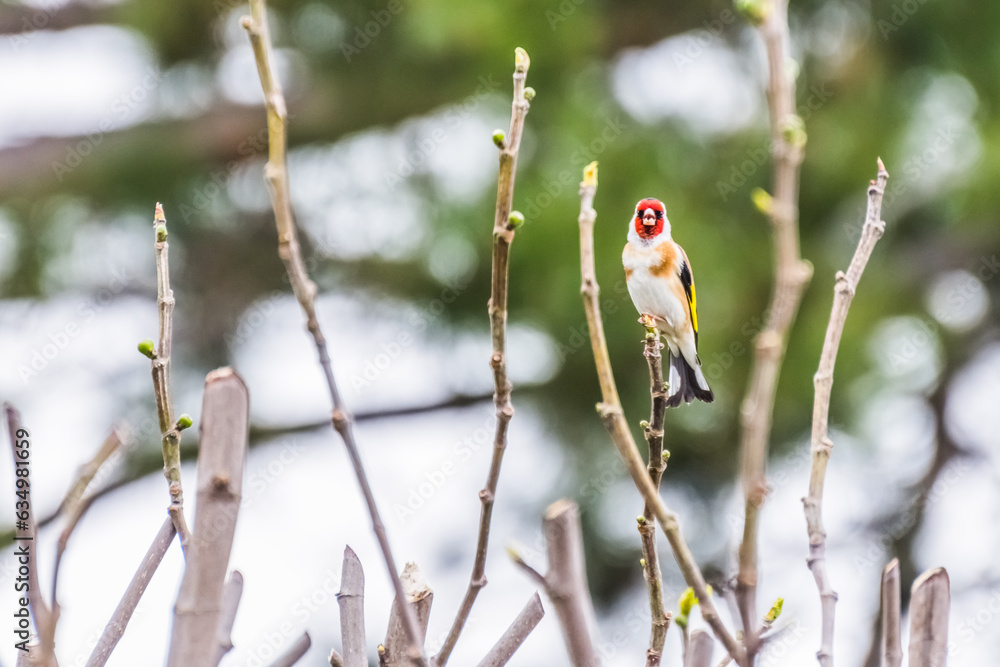 goldfinch bird sitting on a branch of a bush and looks into the camera goldfinch bird sitting on a branch of a bush and looks into the camera
