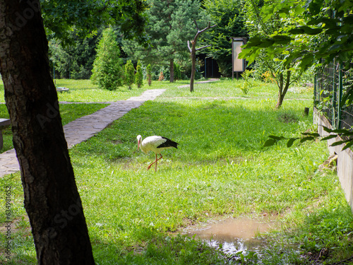 White stork, Ciconia ciconia, on a green meadow. Wild animalin nature. Birds in in the green park. Stork looking for food. Adult European White Stork Bird Walking In Green Summer Grass and Eating. photo