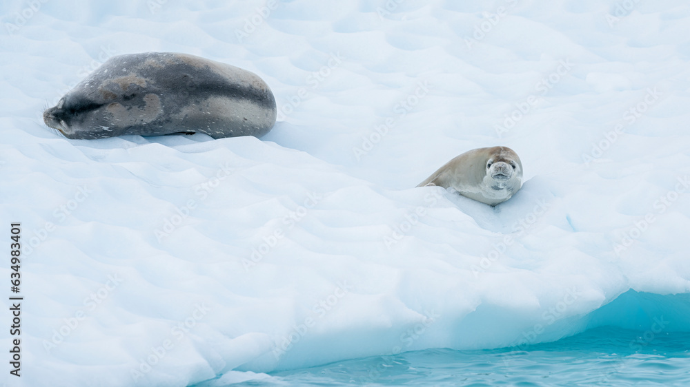 Fototapeta premium A weddell seal relaxes happily on an iceberg in the Antarctic peninsula.