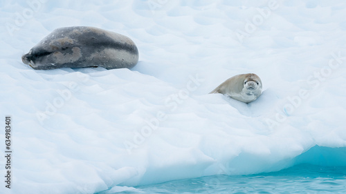 A weddell seal relaxes happily on an iceberg in the Antarctic peninsula.