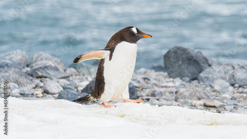 Gentoo penguin walking on ocean seaside in Antarctica peninsula.