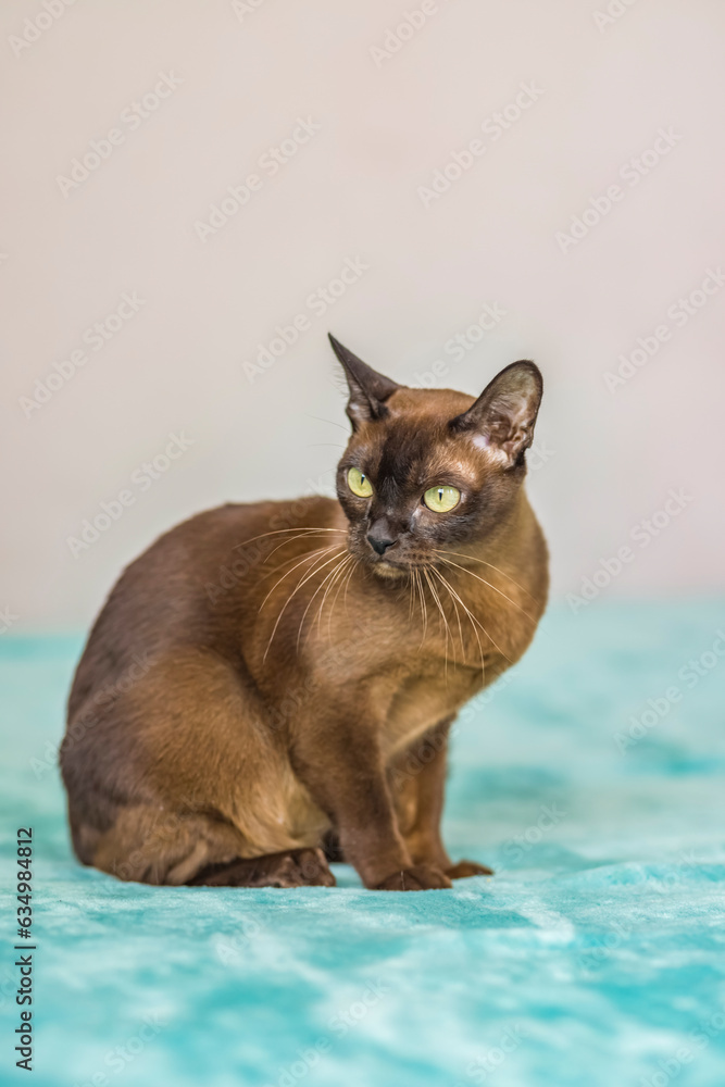 A domestic cat of Burmese breed, playful and active, in a city apartment building. Loves toys and bows. The eyes of a happy pet playing and wanting to attack. A domestic cat of Burmese breed, playful and active, in a city apartment building. Loves toys and bows. The eyes of a happy pet playing and wanting to attack.
