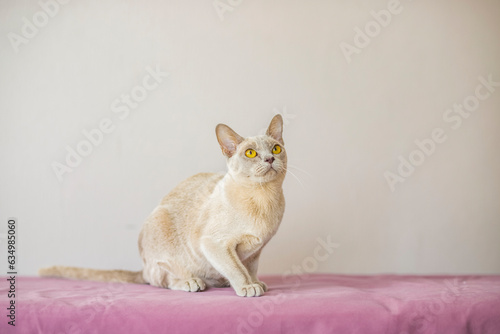 A domestic cat of the Burmese breed, the color of champagne with yellow eyes, in a city apartment building. Likes to lie on the couch. Portrait of an animal.