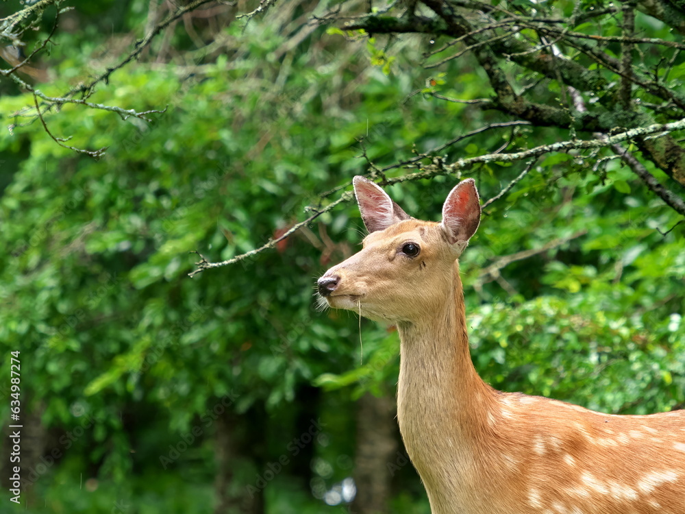 Yezo deer in Hokkaido forest