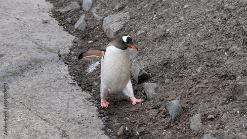 Gentoo Penguin walking on the Beach in Antarctica.
