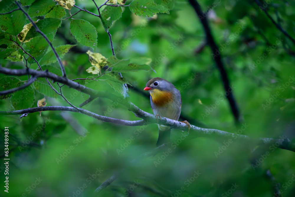 Red-billed leiothrix living around Mount Fuji in Japan Red-billed leiothrix living around Mount Fuji in Japan