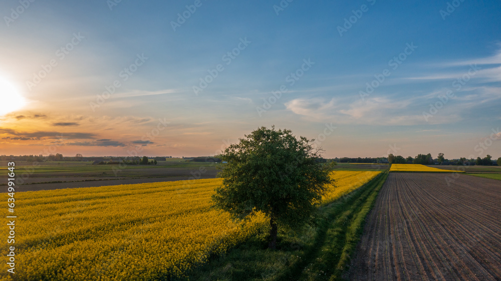 Yellow rape field with tree and bushes