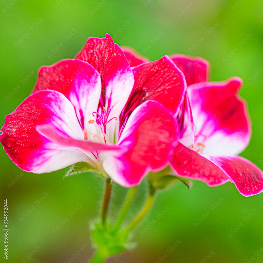 Naklejka premium Closeup Macro Shot of Pelargonium or Garden Geranium Flowers of Cherry Baby Sort.