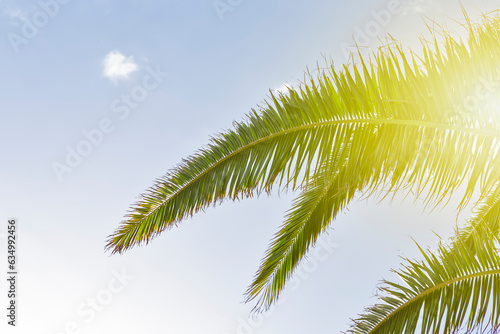 Palms Branches of Maspalomas at Grand canaria in Spain