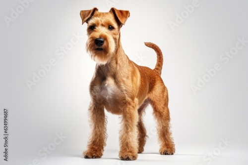 Lakeland Terrier Dog Stands On A White Background