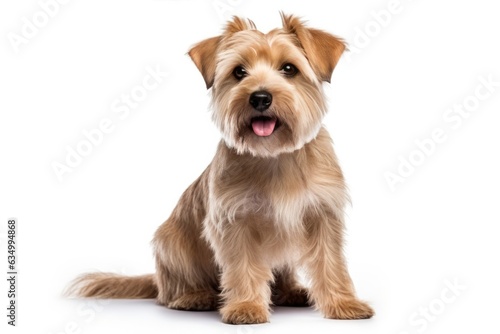 Norfolk Terrier Dog Upright On A White Background