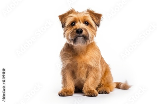Norfolk Terrier Dog Stands On A White Background