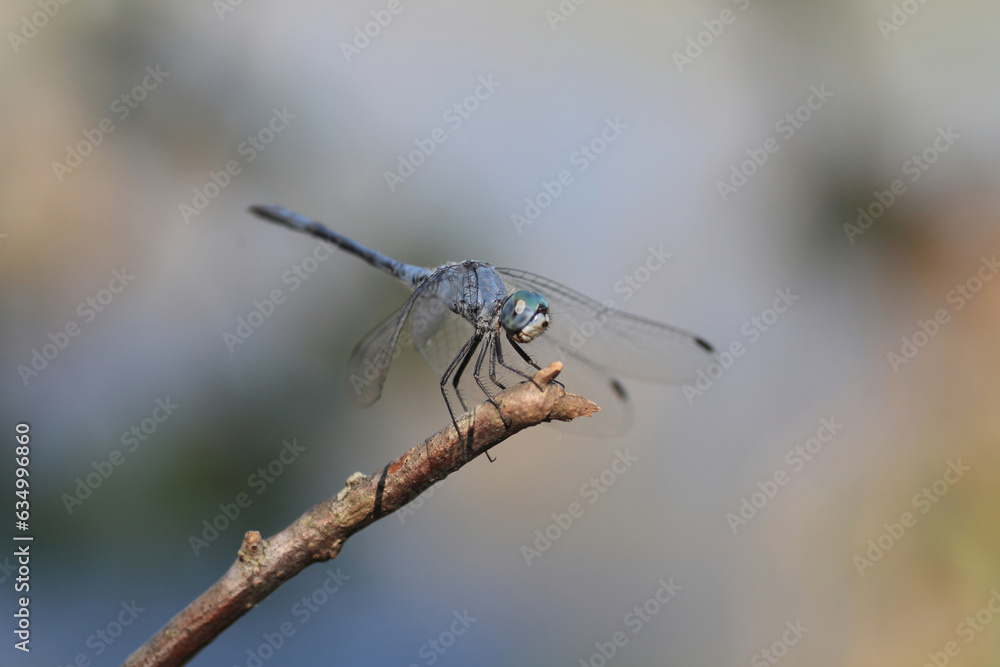 Sympetrum gracile, known as Japanese blue Darter or Japanese blue dragonfly is a species of dragonfly, endemic species in Japan Sympetrum gracile, known as Japanese blue Darter or Japanese blue dragonfly is a species of dragonfly, endemic species in Japan