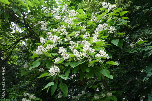 Plenitude of white flowers of catalpa tree in June