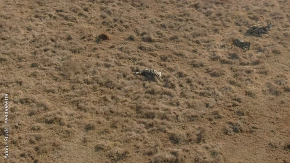 Drone aerial of Zebra' sleeping on winters veld in the wild cold morning Drone aerial of Zebra' sleeping on winters veld in the wild cold morning
