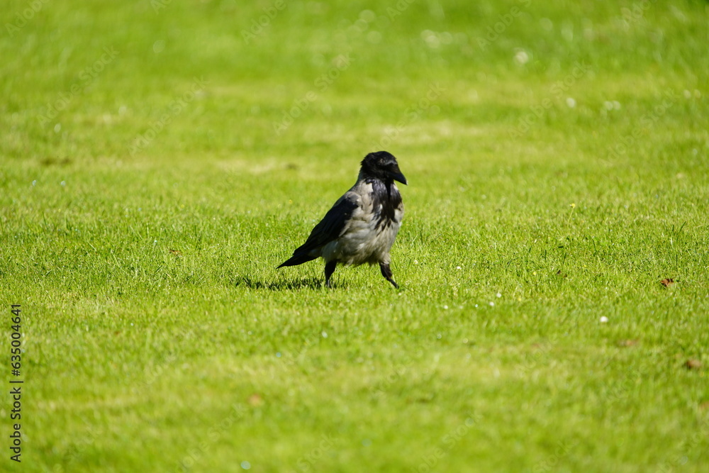 The hooded crow (Corvus cornix), also called the scald-crow or hoodie, is a Eurasian bird species in the genus Corvus. Mirow, Germany. The hooded crow (Corvus cornix), also called the scald-crow or hoodie, is a Eurasian bird species in the genus Corvus. Mirow, Germany.