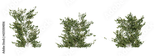Hedera helix on a transparent background