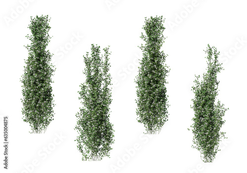ivy Trachelospermum jasminoides apocynaceae on a transparent background photo