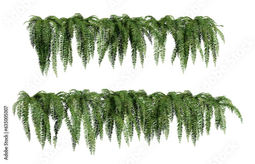 fern Nephrolepis Biserrata on a transparent background photo