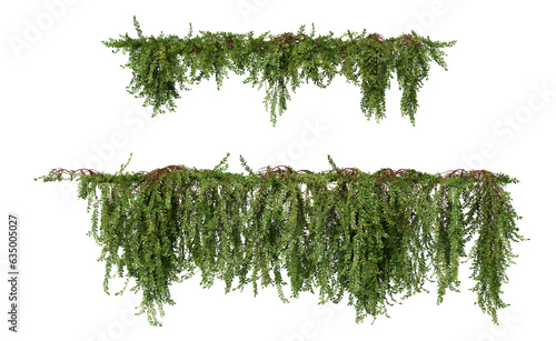 Fototapeta Naklejka Na Ścianę i Meble -  shrub Phyllanthus Myrtifolius on a transparent background