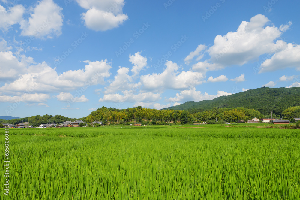 Vast rice paddy landscape, agriculture, summer, field