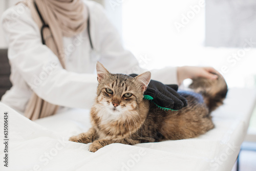 Adult cat being cared with pet grooming glove in vet clinic