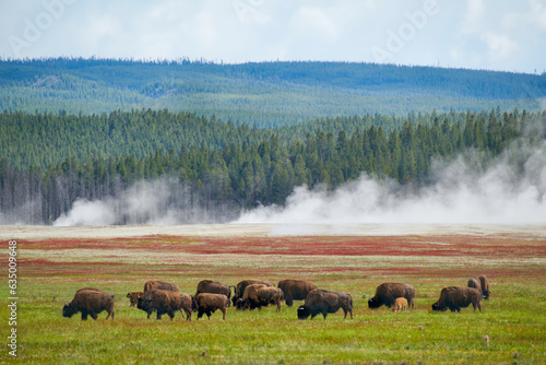 Yellowstone National Park