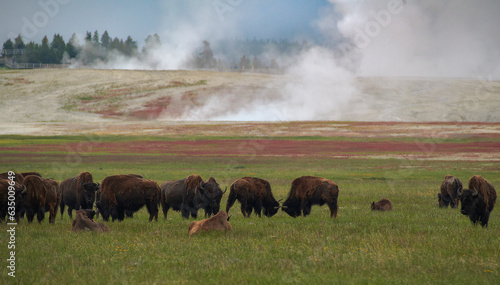 Yellowstone National Park