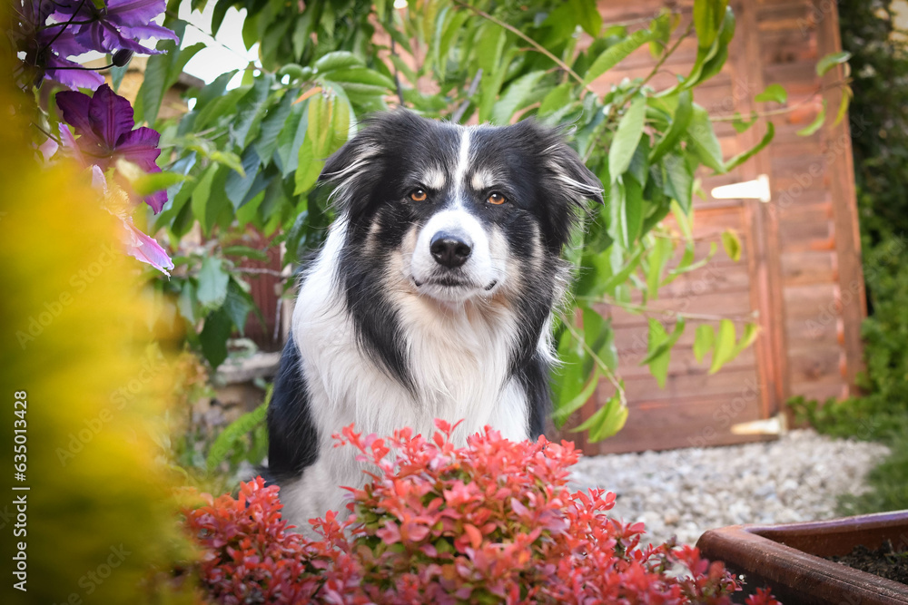 Obraz premium Smiling border collie in flowers. Adult border collie is in flowers in garden. He has so funny face.