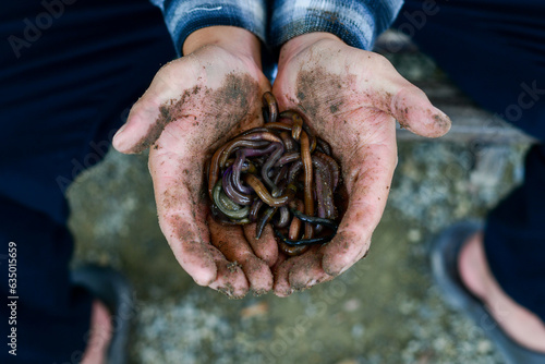 Cinematic close up shot of mature farmer hands showing group of earthworms with ground to prepare composting for soil with insects humus