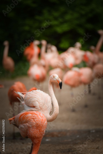 head of flamingo in zoo. Pink head of amazing animals. photo