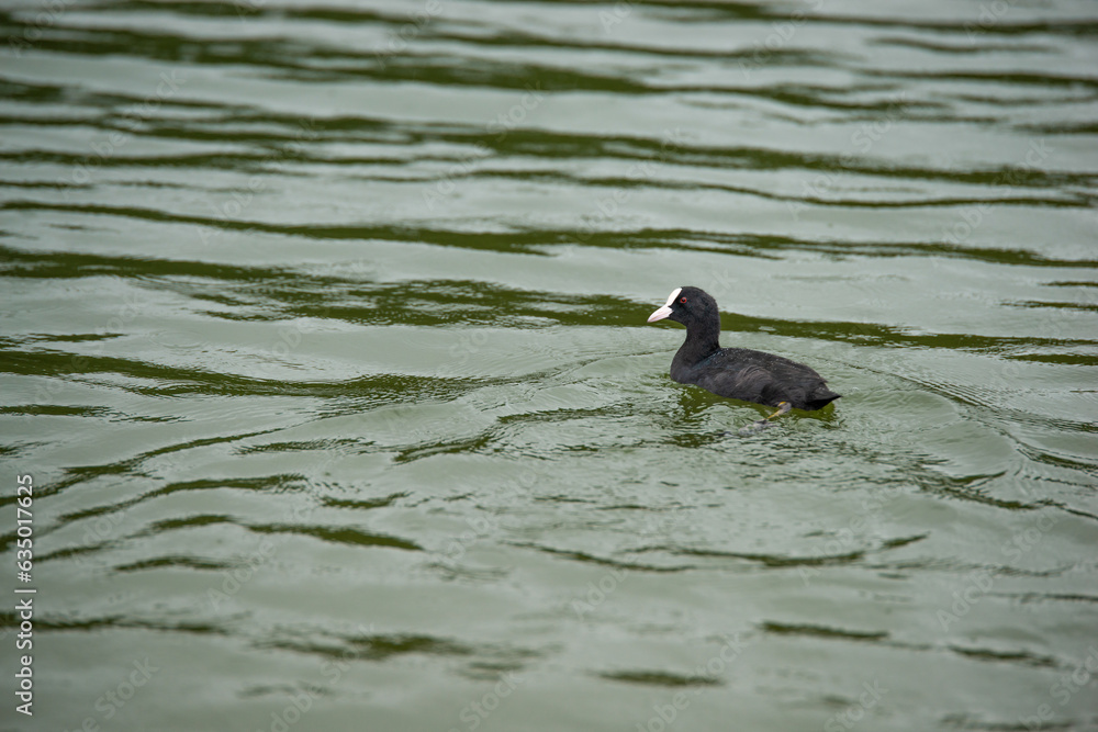 Fototapeta premium Wasservogel